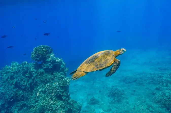 Snorkeling à Molokini et Turtle Arches avec déjeuner