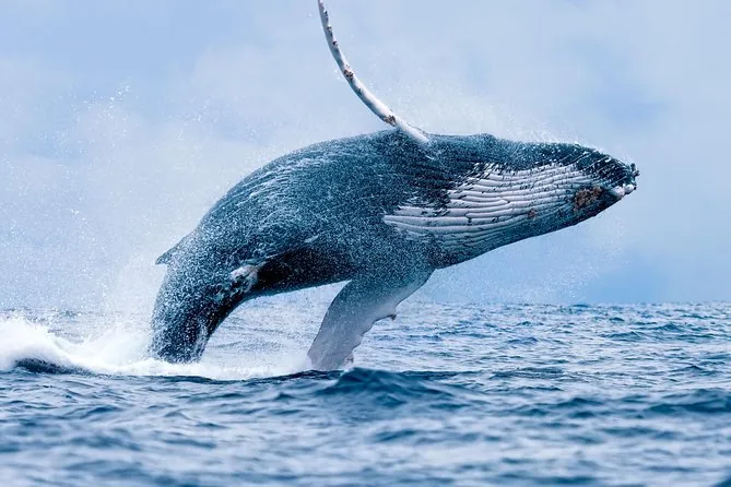 Observation des baleines sur le Quicksilver depuis Maalaea