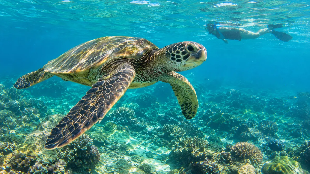Une tortue verte glissant au-dessus d'un récif ensoleillé, avec un nageur en snorkeling à la surface derrière elle