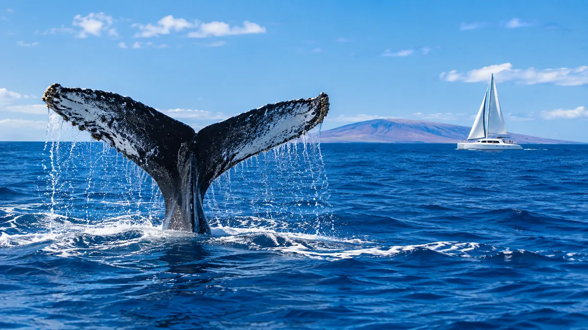 La coda di una megattera che emerge dall'acqua blu profondo, con un catamarano a vela in lontananza